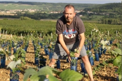 Champagne METEYER Père & Fils - Jeunes plants. Champagne METEYER Père & Fils - Jeunes plants.