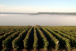 Champagne METEYER Père & Fils - The Vineyard in fall Champagne METEYER Père & Fils - The Vineyard in fall