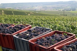 Champagne METEYER Père & Fils - Crates in the vines Champagne METEYER Père & Fils - Crates in the vines