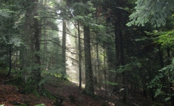 Champagne METEYER Pre & Fils - Large forest.