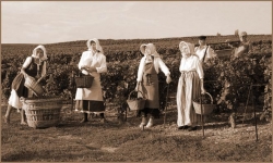 Champagne METEYER Pre & Fils - Vendanges  l'ancienne.