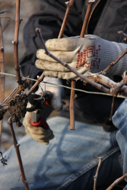 Champagne METEYER Pre & Fils - Pruning details