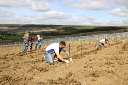 Champagne METEYER Pre & Fils - Plantation.