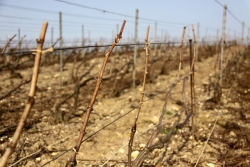 Champagne METEYER Pre & Fils - Liage du chablis.