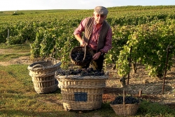 Champagne METEYER Pre & Fils - Small baskets carriers