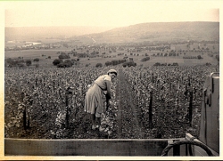 Champagne METEYER Père & Fils - Denise Clément Champagne METEYER Père & Fils - Denise Clément