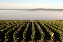 Champagne METEYER Pre & Fils - Champagne vineyards