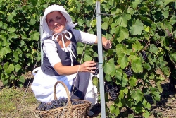 Champagne METEYER Pre & Fils - Harvest