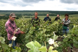 Champagne METEYER Pre & Fils - Palissage.