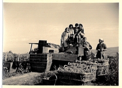 Champagne METEYER Père & Fils - Vendanges des années 40. Champagne METEYER Père & Fils - Vendanges des années 40.