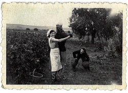 Champagne METEYER Père & Fils - Denise Clément Champagne METEYER Père & Fils - Denise Clément