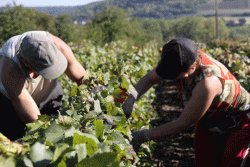 Champagne METEYER Père & Fils - Grape harvest Champagne METEYER Père & Fils - Grape harvest