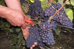 Champagne METEYER Père & Fils - Harvest Champagne METEYER Père & Fils - Harvest