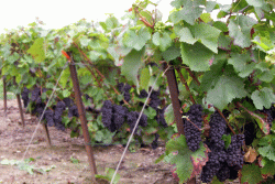 Champagne METEYER Père & Fils - Grapes before the harvest Champagne METEYER Père & Fils - Grapes before the harvest