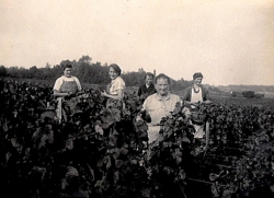 Champagne METEYER Père & Fils - Cueillette. Champagne METEYER Père & Fils - Cueillette.