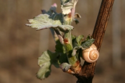 Champagne METEYER Père & Fils - Faune et flore... Champagne METEYER Père & Fils - Faune et flore...