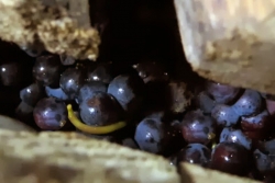 Champagne METEYER Père & Fils - Black grapes in the press Champagne METEYER Père & Fils - Black grapes in the press